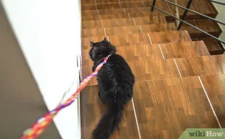 Выведи кошку на прогулку Шаг 4