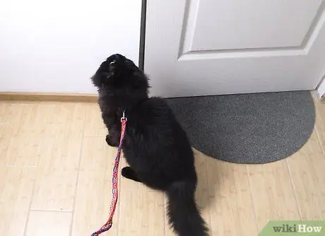 Выведи кошку на прогулку Шаг 5