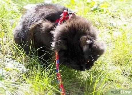 Выведи кошку на прогулку Шаг 6