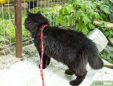 Выведи кошку на прогулку Шаг 7