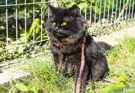 Выведи кошку на прогулку Шаг 8