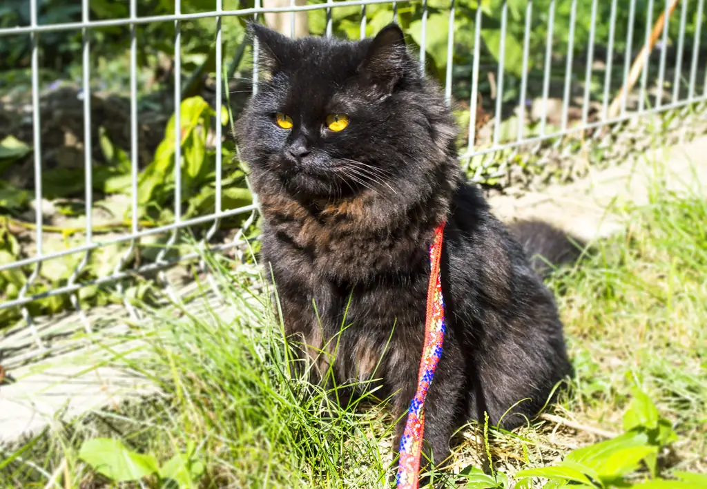 Как вывести кошку на прогулку: 8 шагов (с иллюстрациями)