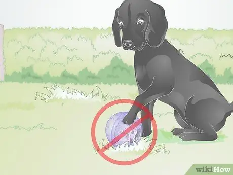 Используйте мяч для хомяка Шаг 8