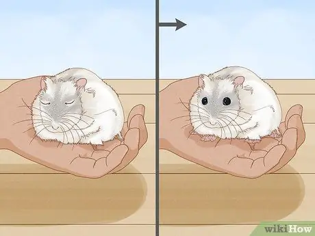 Нести хомяка Шаг 3