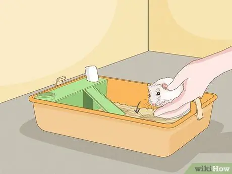 Нести хомяка Шаг 8