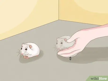 Нести хомяка Шаг 9