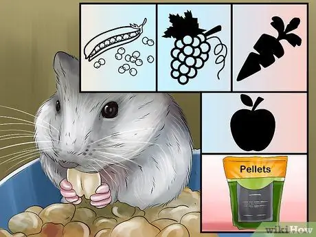 Принять или купить хомяка Шаг 18