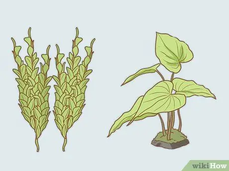 Уход за зелеными древесными лягушками Шаг 11