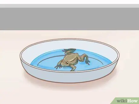 Уход за зелеными древесными лягушками Шаг 12