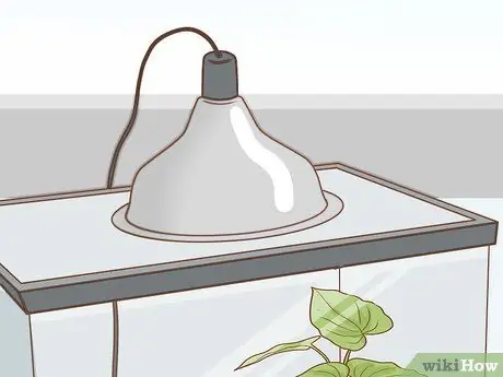 Уход за зелеными древесными лягушками Шаг 13