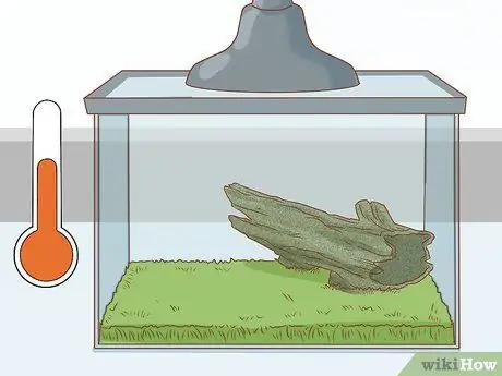Уход за зелеными древесными лягушками Шаг 14