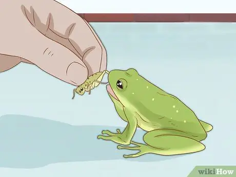 Уход за зелеными древесными лягушками Шаг 17