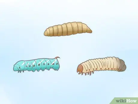 Уход за зелеными древесными лягушками Шаг 18