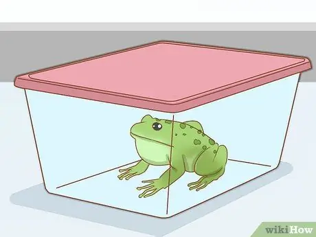 Уход за зелеными древесными лягушками Шаг 2