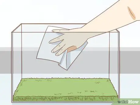 Уход за зелеными древесными лягушками Шаг 20