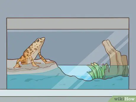 Уход за зелеными древесными лягушками Шаг 3