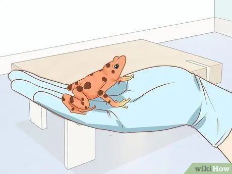 Уход за зелеными древесными лягушками Шаг 4