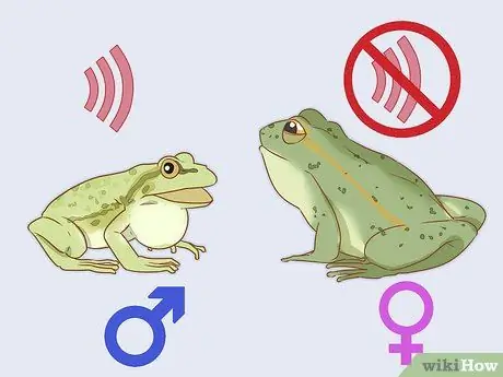 Уход за зелеными древесными лягушками Шаг 5