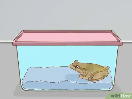 Уход за зелеными древесными лягушками Шаг 6