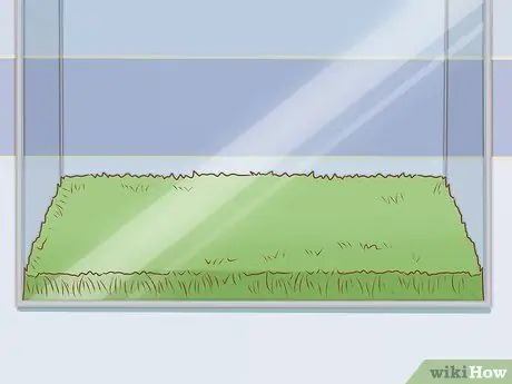 Уход за зелеными древесными лягушками Шаг 8