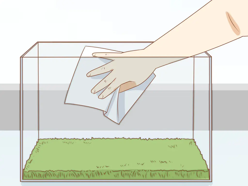 3 способа ухода за зелеными лягушками