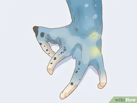 Определите, является ли ваша древесная лягушка самцом или самкой Шаг 5