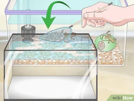 Уход за африканскими карликовыми лягушками Шаг 14