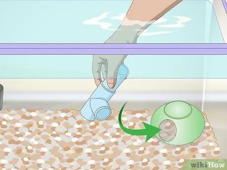 Уход за африканскими карликовыми лягушками Шаг 6