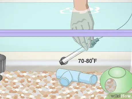 Уход за африканскими карликовыми лягушками Шаг 7