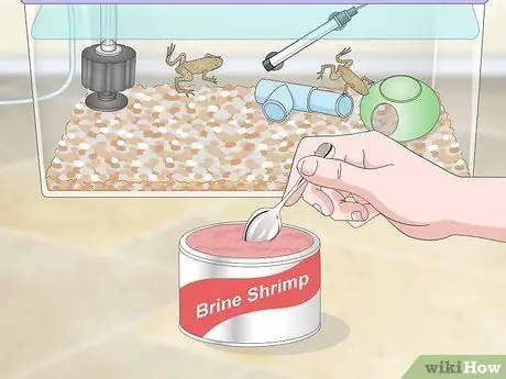 Уход за африканскими карликовыми лягушками Шаг 8