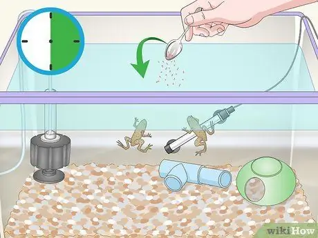 Уход за африканскими карликовыми лягушками Шаг 9