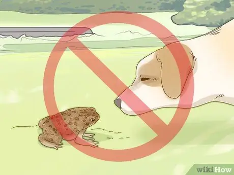 Отличить лягушку от жабы Шаг 10