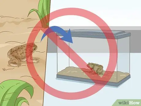 Отличить лягушку от жабы Шаг 12