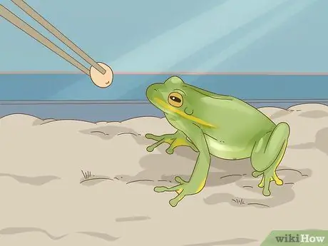 Отличия лягушки от жабы Шаг 13