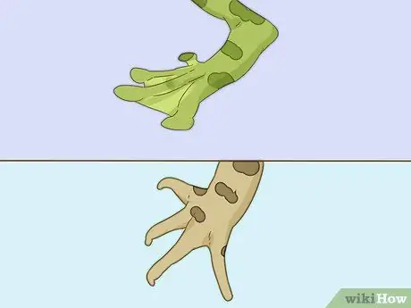 Отличить лягушку от жабы Шаг 2