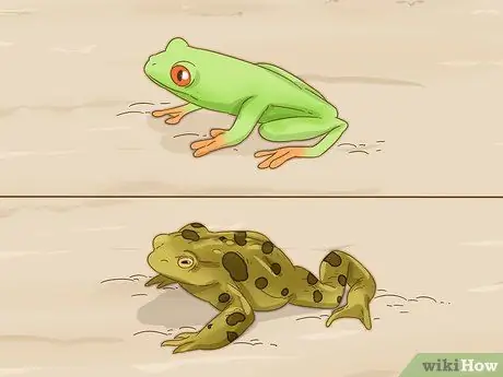 Отличить лягушку от жабы Шаг 7