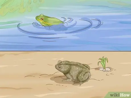 Отличить лягушку от жабы Шаг 8