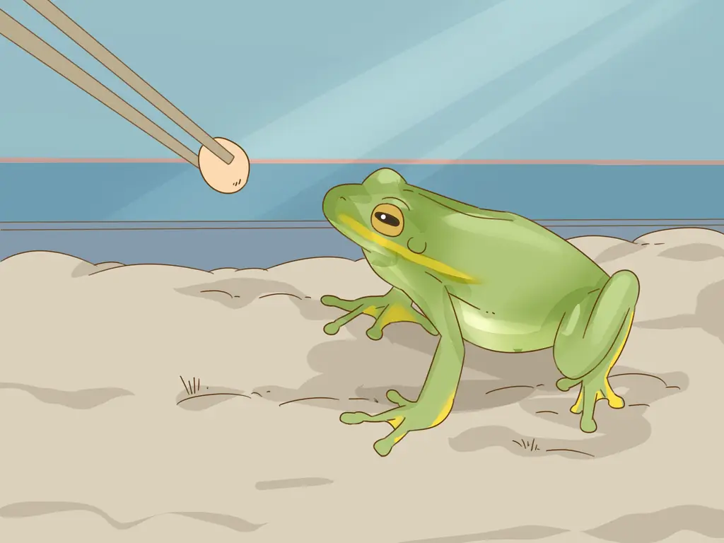 3 способа отличить лягушку от жабы