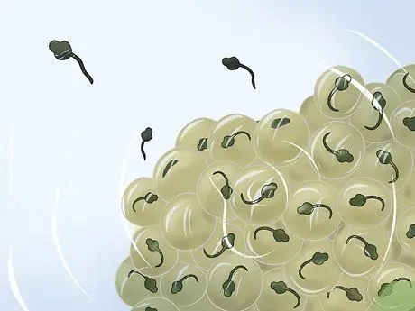 Уход за головастиками африканской когтистой лягушки Шаг 2