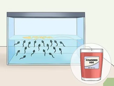 Уход за головастиками африканской когтистой лягушки Шаг 4