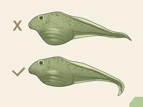 Уход за головастиками африканской когтистой лягушки Шаг 5