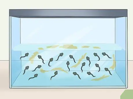 Уход за головастиками африканской когтистой лягушки Шаг 6