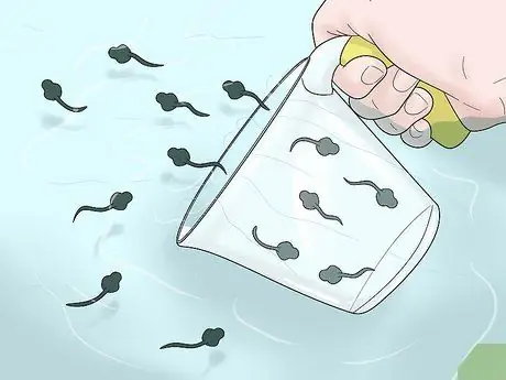 Уход за головастиками африканской когтистой лягушки Шаг 7