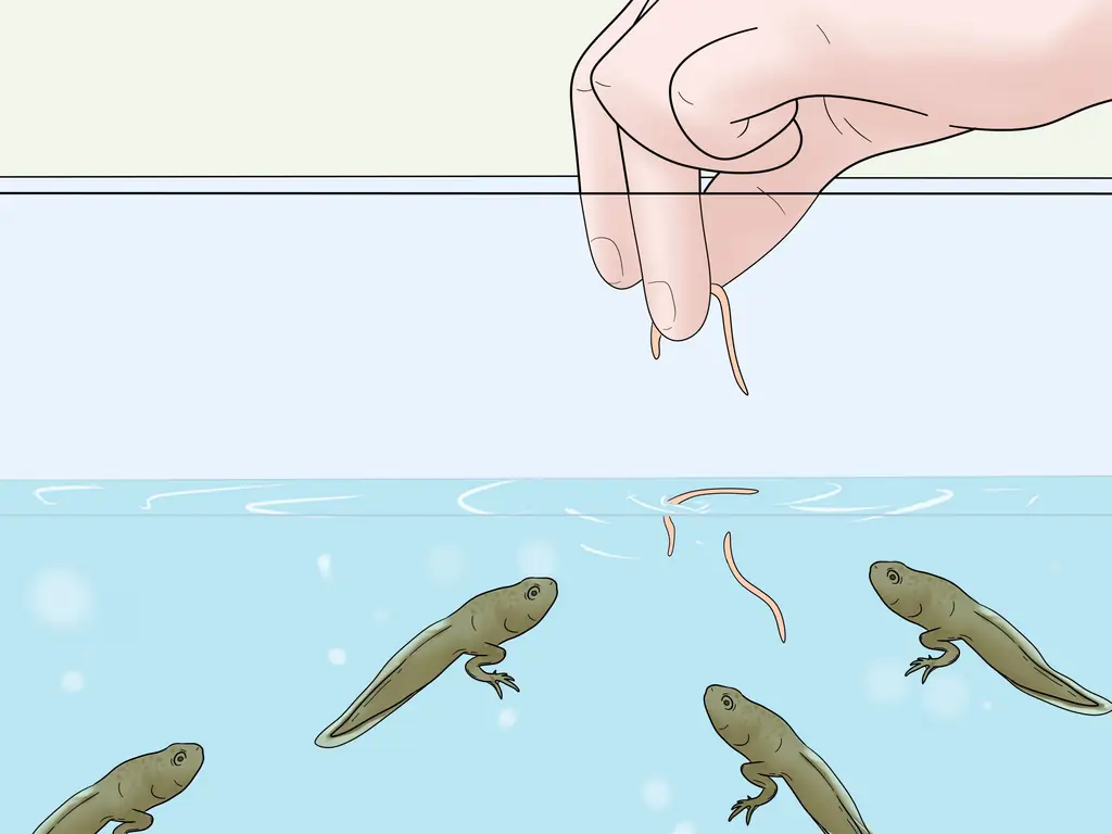 Как ухаживать за головастиками африканской когтистой лягушки: 10 шагов