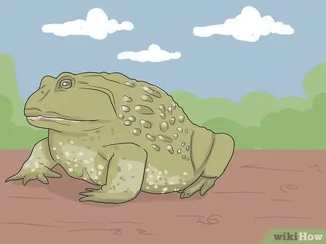 Позаботьтесь об американской лягушке-быке Шаг 1