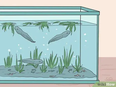 Позаботьтесь об американской лягушке-быке Шаг 10