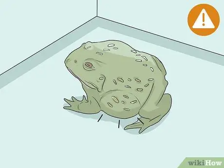 Позаботьтесь об американской лягушке-быке Шаг 13