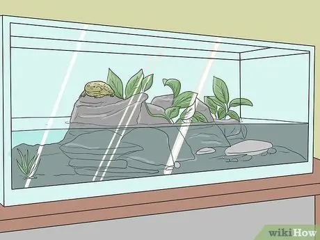 Позаботьтесь об американской лягушке-быке Шаг 2