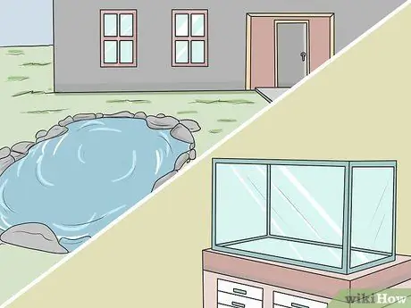 Позаботьтесь об американской лягушке-быке Шаг 4