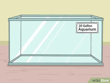 Позаботьтесь об американской лягушке-быке Шаг 5